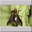 Chrysops sepulcralis -  Bremse 01.jpg